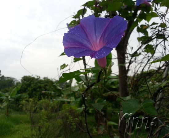 Blue Bell
