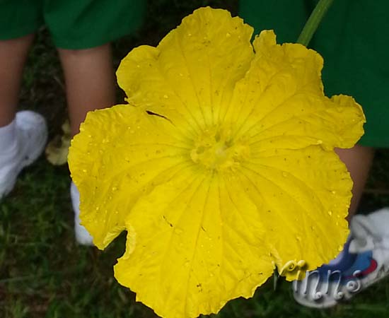 Pumpkin Flower