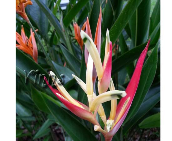 flower photo