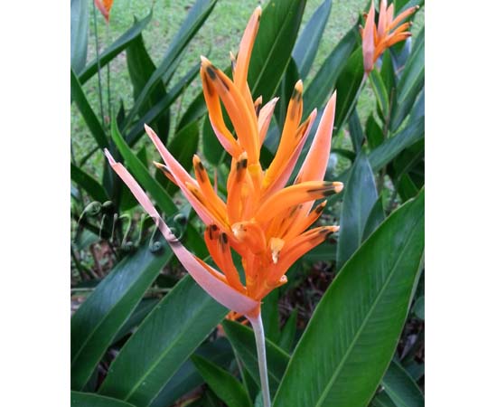 orange flowers